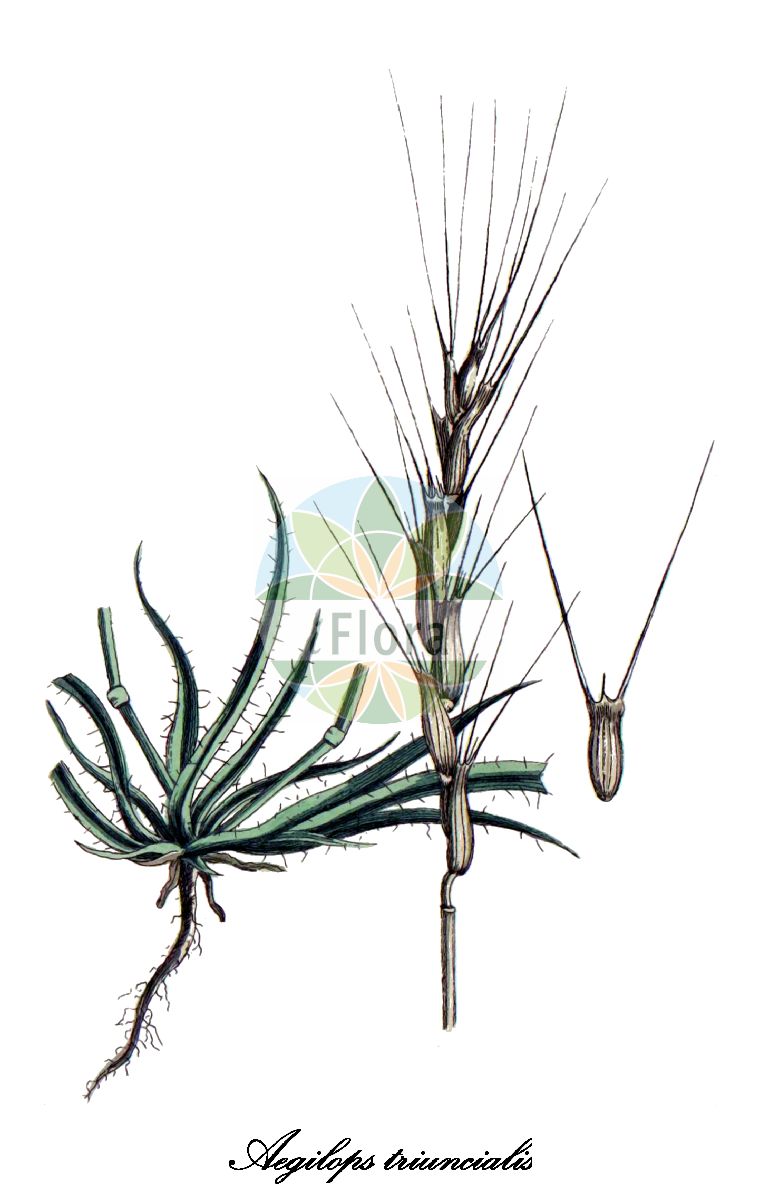 Historische Abbildung von Aegilops triuncialis (Dreizölliger Walch - Barbed goatgrass). Das Bild zeigt Blatt, Bluete, Frucht und Same. ---- Historical Drawing of Aegilops triuncialis (Dreizölliger Walch - Barbed goatgrass). The image is showing leaf, flower, fruit and seed.(Aegilops triuncialis,Dreizölliger Walch,Barbed goatgrass,Aegilopodes triuncialis,Aegilops squarrosa,Triticum triunciale,Aegilops,Walch,Poaceae,Süßgräser,Grass Family,Blatt,Bluete,Frucht,Same,leaf,flower,fruit,seed,Bulliard (1776-1781))