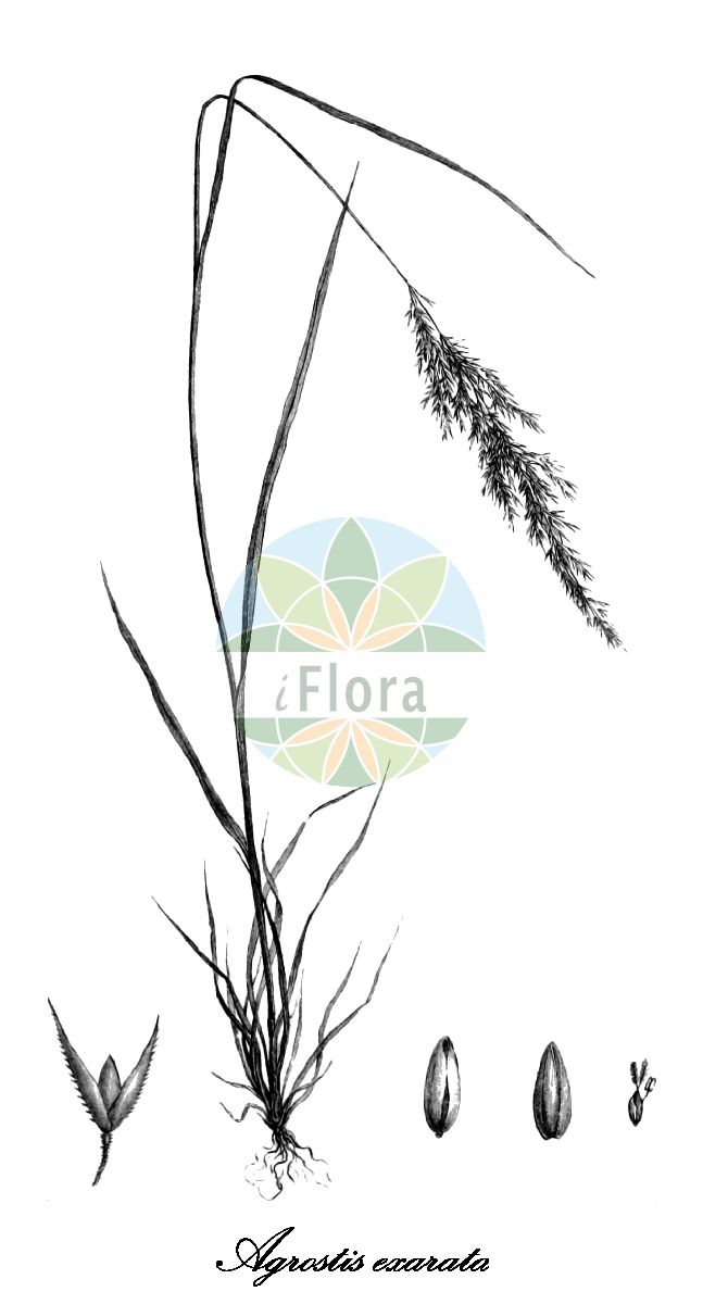Historische Abbildung von Agrostis exarata (Spike bent). Das Bild zeigt Blatt, Bluete, Frucht und Same. ---- Historical Drawing of Agrostis exarata (Spike bent). The image is showing leaf, flower, fruit and seed.(Agrostis exarata,Spike bent,Agrostis,Straußgras,Bentgrass,Poaceae,Süßgräser,Grass Family,Blatt,Bluete,Frucht,Same,leaf,flower,fruit,seed,Trinius (1828-1836))