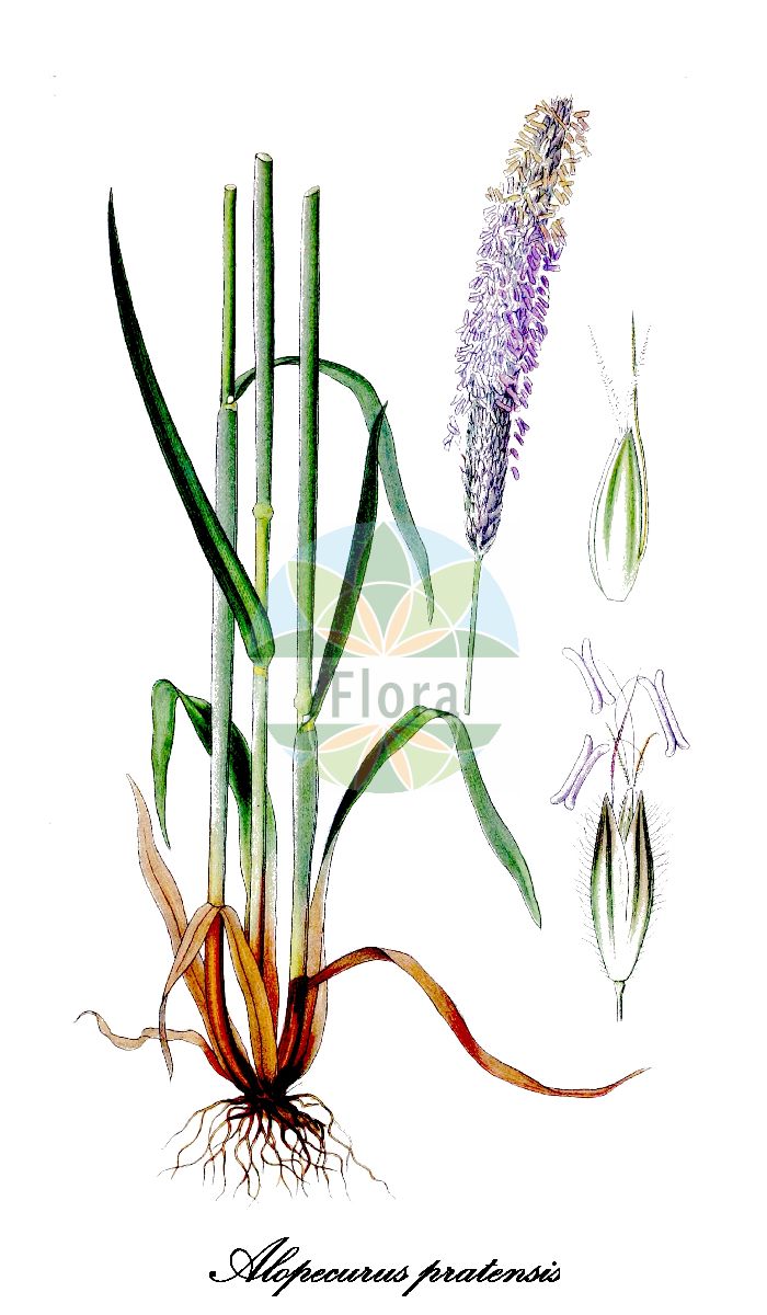 Historische Abbildung von Alopecurus pratensis (Wiesen-Fuchsschwanz - Meadow Foxtail). Das Bild zeigt Blatt, Bluete, Frucht und Same. ---- Historical Drawing of Alopecurus pratensis (Wiesen-Fuchsschwanz - Meadow Foxtail). The image is showing leaf, flower, fruit and seed.(Alopecurus pratensis,Wiesen-Fuchsschwanz,Meadow Foxtail,Dunkles Wiesen-Fuchsschwanzgras,Gewoehnliches Wiesen-Fuchsschwanzgras,Wiesen-Fuchsschwanzgras,Common Foxtail Grass,Rendle's Meadow Foxtail,Alopecurus,Fuchsschwanz,Foxtail,Poaceae,Süßgräser,Grass Family,Blatt,Bluete,Frucht,Same,leaf,flower,fruit,seed,Lindman (1901-1905))