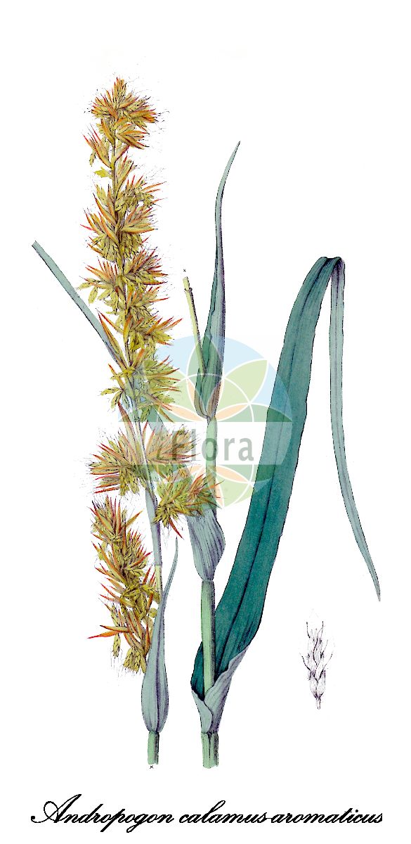 Historische Abbildung von Andropogon calamus-aromaticus. Das Bild zeigt Blatt, Bluete, Frucht und Same. ---- Historical Drawing of Andropogon calamus-aromaticus. The image is showing leaf, flower, fruit and seed.(Andropogon calamus-aromaticus,Andropogon,Poaceae,Süßgräser,Grass Family,Blatt,Bluete,Frucht,Same,leaf,flower,fruit,seed,Royle (1839))