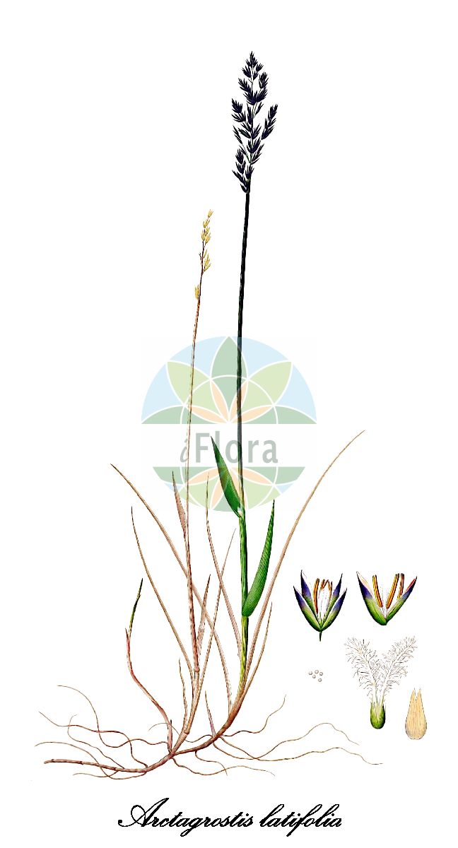 Historische Abbildung von Arctagrostis latifolia (Polargrass). Das Bild zeigt Blatt, Bluete, Frucht und Same. ---- Historical Drawing of Arctagrostis latifolia (Polargrass). The image is showing leaf, flower, fruit and seed.(Arctagrostis latifolia,Polargrass,Colpodium latifolium,Arctagrostis,Poaceae,Süßgräser,Grass Family,Blatt,Bluete,Frucht,Same,leaf,flower,fruit,seed,Oeder (1761-1883))