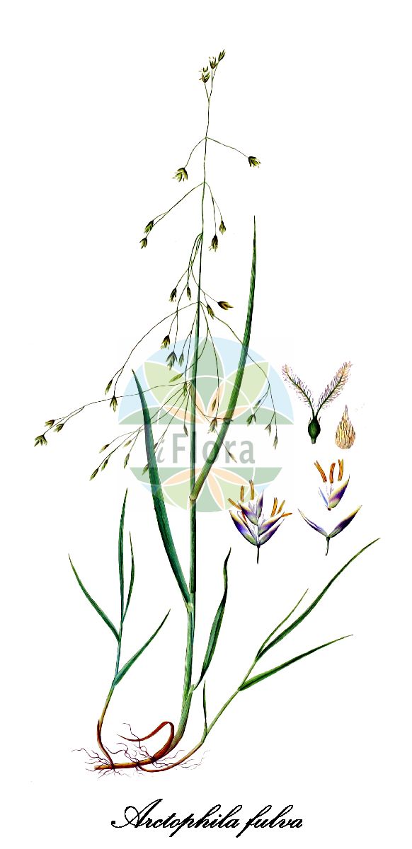 Historische Abbildung von Arctophila fulva (Pendant grass). Das Bild zeigt Blatt, Bluete, Frucht und Same. ---- Historical Drawing of Arctophila fulva (Pendant grass). The image is showing leaf, flower, fruit and seed.(Arctophila fulva,Pendant grass,Arctophila effusa,Arctophila laestadii,Poa fulva,Arctophila,Poaceae,Süßgräser,Grass Family,Blatt,Bluete,Frucht,Same,leaf,flower,fruit,seed,Oeder (1761-1883))