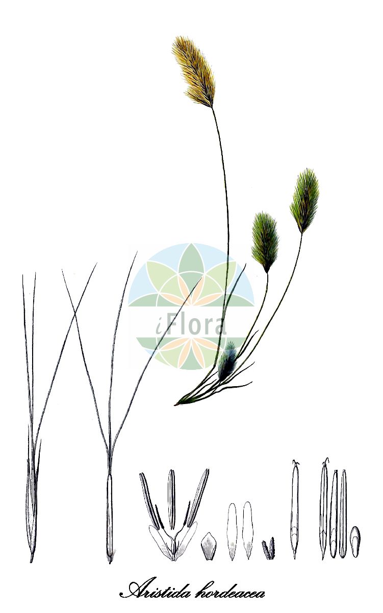 Historische Abbildung von Aristida hordeacea. Das Bild zeigt Blatt, Bluete, Frucht und Same. ---- Historical Drawing of Aristida hordeacea. The image is showing leaf, flower, fruit and seed.(Aristida hordeacea,Aristida,Dreigrannengras,Poaceae,Süßgräser,Grass Family,Blatt,Bluete,Frucht,Same,leaf,flower,fruit,seed,Kunth (1829-1834))