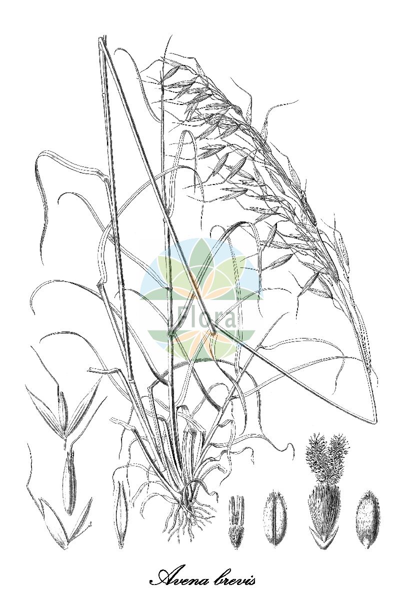 Historische Abbildung von Avena brevis (Kurz-Hafer). Das Bild zeigt Blatt, Bluete, Frucht und Same. ---- Historical Drawing of Avena brevis (Kurz-Hafer). The image is showing leaf, flower, fruit and seed.(Avena brevis,Kurz-Hafer,Avena,Hafer,Oat,Poaceae,Süßgräser,Grass Family,Blatt,Bluete,Frucht,Same,leaf,flower,fruit,seed,Webb et al. (1836-1847))