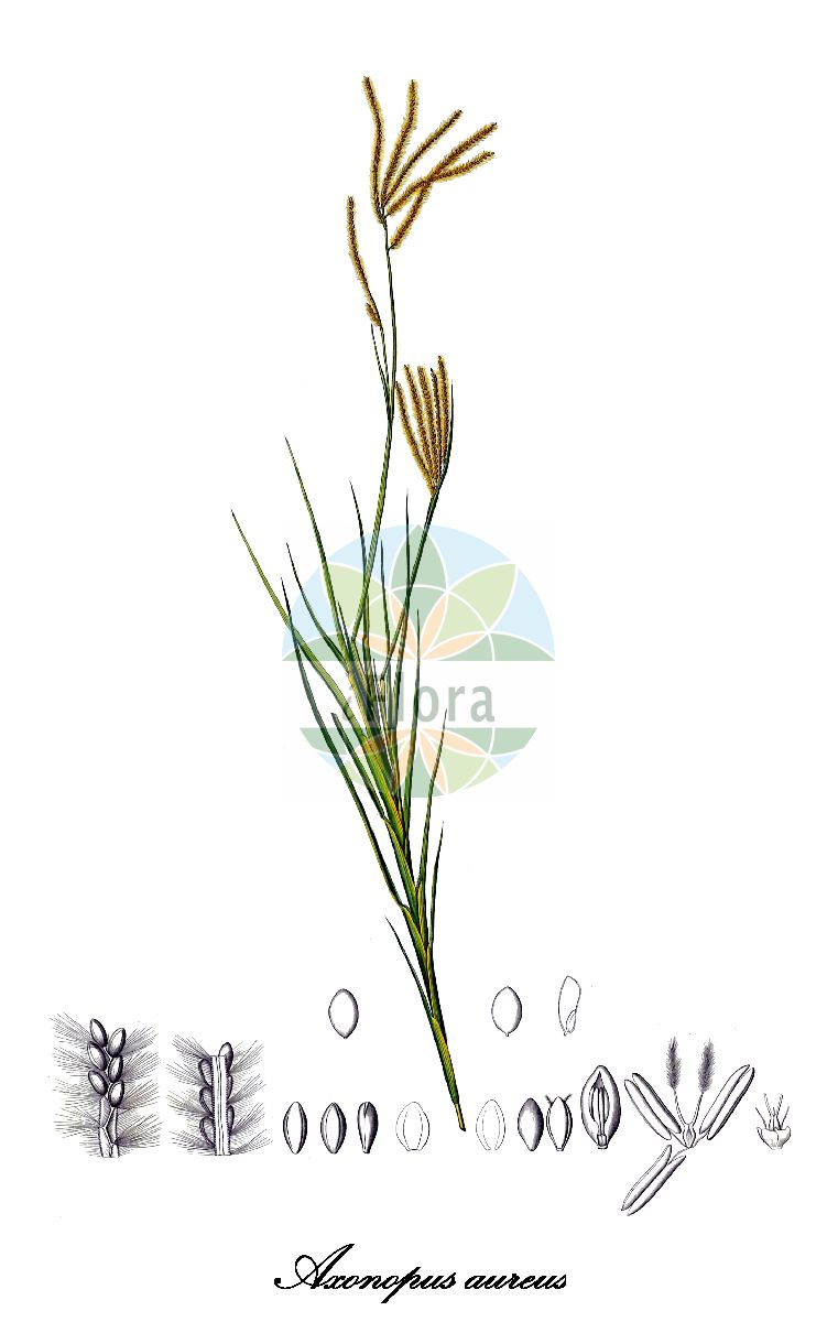 Historische Abbildung von Axonopus aureus. Das Bild zeigt Blatt, Bluete, Frucht und Same. ---- Historical Drawing of Axonopus aureus. The image is showing leaf, flower, fruit and seed.(Axonopus aureus,Axonopus,Poaceae,Süßgräser,Grass Family,Blatt,Bluete,Frucht,Same,leaf,flower,fruit,seed,Kunth (1829-1834))