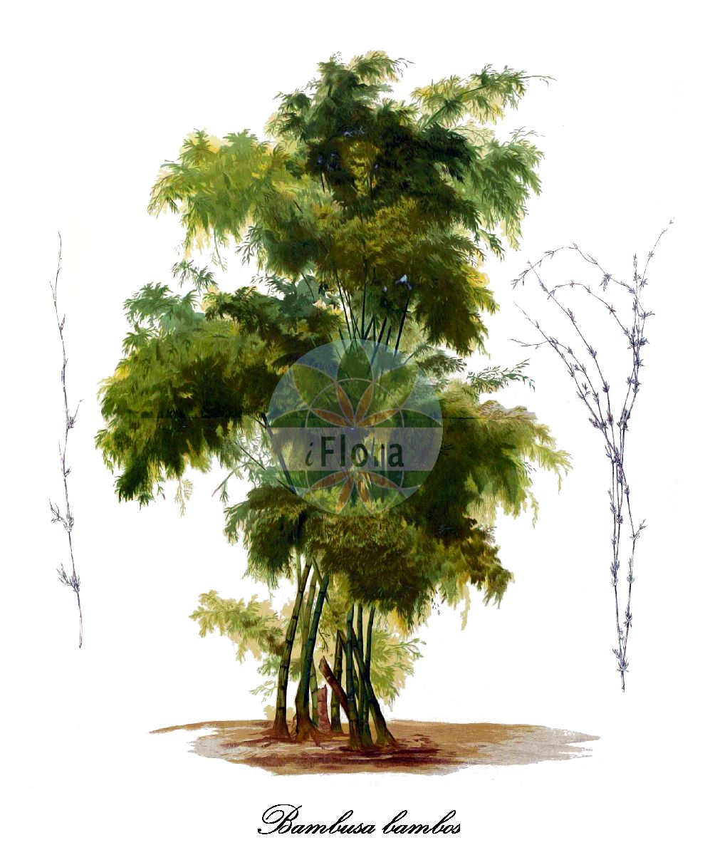 Historische Abbildung von Bambusa bambos (Bambusgras - Giant thorny bamboo). Das Bild zeigt Blatt, Bluete, Frucht und Same. ---- Historical Drawing of Bambusa bambos (Bambusgras - Giant thorny bamboo). The image is showing leaf, flower, fruit and seed.(Bambusa bambos,Bambusgras,Giant thorny bamboo,Rohr-Bambus,Bambusa,Poaceae,Süßgräser,Grass Family,Blatt,Bluete,Frucht,Same,leaf,flower,fruit,seed,Blanco (1875))