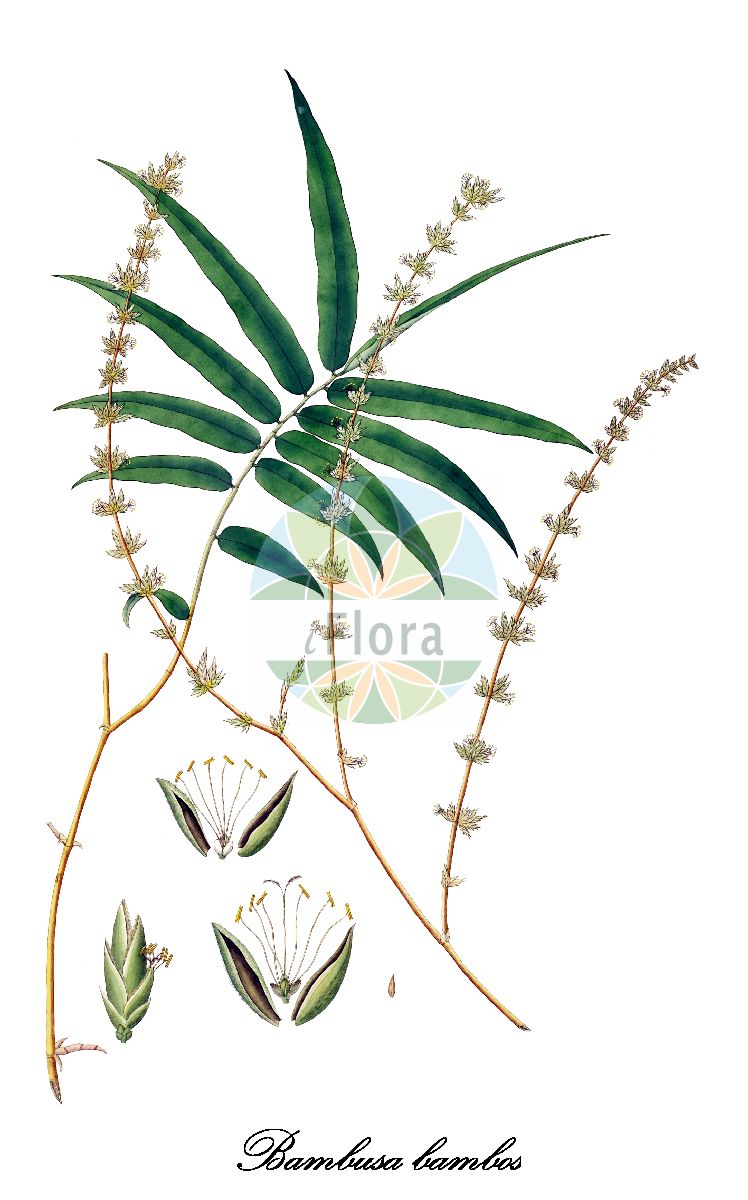 Historische Abbildung von Bambusa bambos (Bambusgras - Giant thorny bamboo). Das Bild zeigt Blatt, Bluete, Frucht und Same. ---- Historical Drawing of Bambusa bambos (Bambusgras - Giant thorny bamboo). The image is showing leaf, flower, fruit and seed.(Bambusa bambos,Bambusgras,Giant thorny bamboo,Rohr-Bambus,Bambusa,Poaceae,Süßgräser,Grass Family,Blatt,Bluete,Frucht,Same,leaf,flower,fruit,seed,Roxburgh (1795-1819))