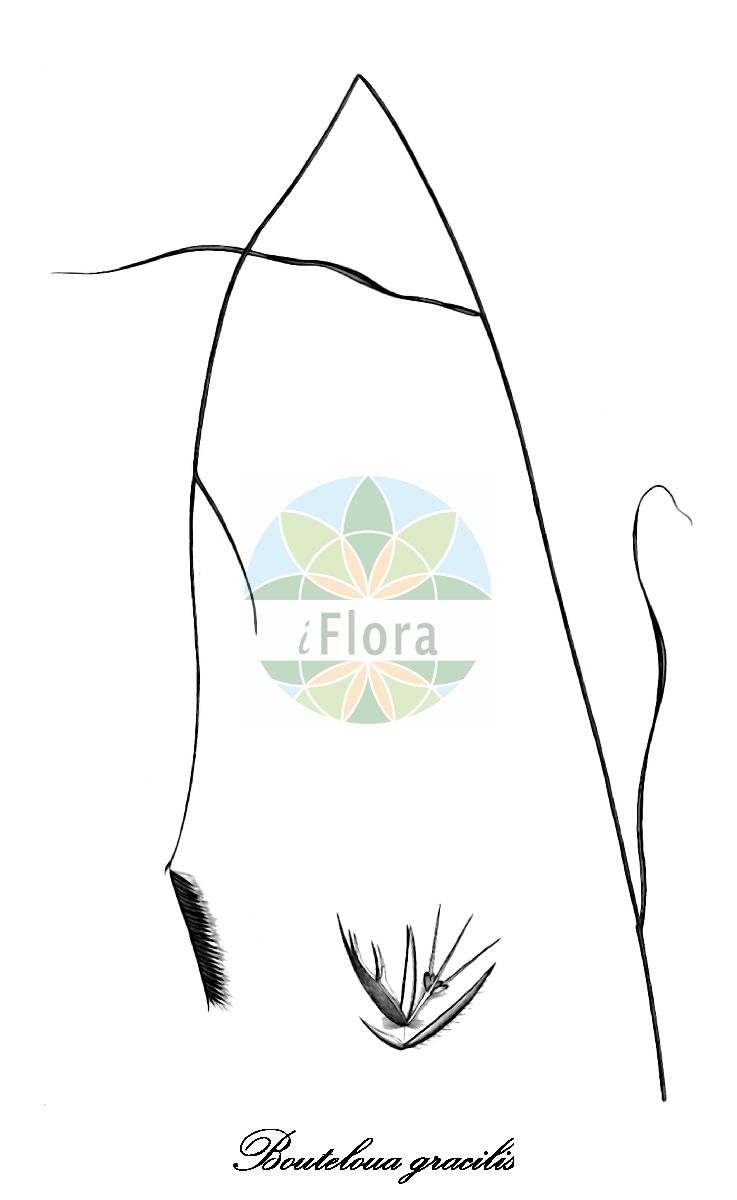 Historische Abbildung von Bouteloua gracilis (Blaues Gramagras). Das Bild zeigt Blatt, Bluete, Frucht und Same. ---- Historical Drawing of Bouteloua gracilis (Blaues Gramagras). The image is showing leaf, flower, fruit and seed.(Bouteloua gracilis,Blaues Gramagras,Chondrosum gracile,Haarschotengras,Moskitogras,Bouteloua,Gramagras,Poaceae,Süßgräser,Grass Family,Blatt,Bluete,Frucht,Same,leaf,flower,fruit,seed,von Humboldt & Bonpland (1808-1817))