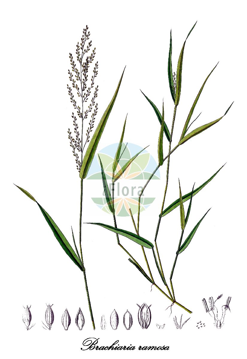 Historische Abbildung von Brachiaria ramosa (Browntop millet). Das Bild zeigt Blatt, Bluete, Frucht und Same. ---- Historical Drawing of Brachiaria ramosa (Browntop millet). The image is showing leaf, flower, fruit and seed.(Brachiaria ramosa,Browntop millet,Brachiaria,Poaceae,Süßgräser,Grass Family,Blatt,Bluete,Frucht,Same,leaf,flower,fruit,seed,Kunth (1829-1834))