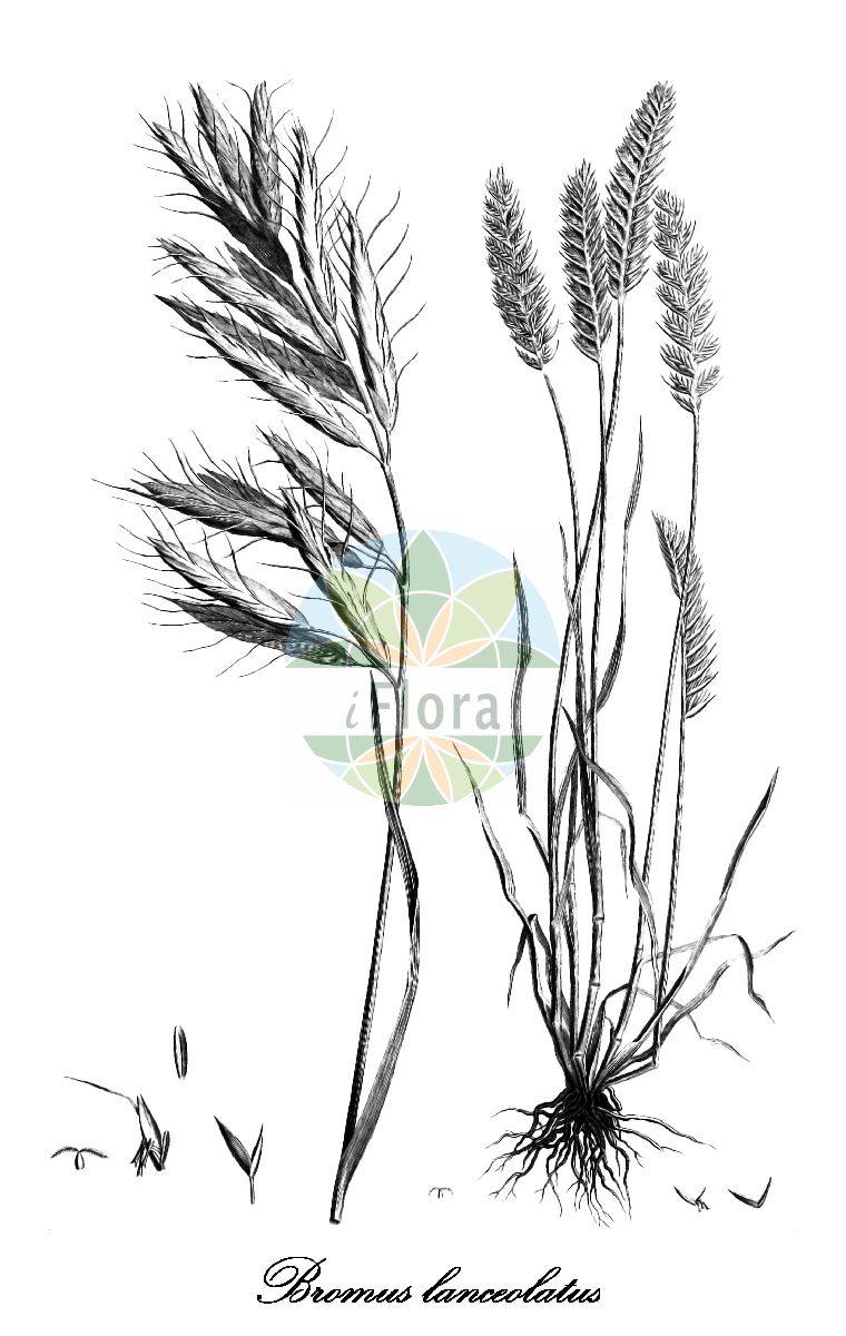Historische Abbildung von Bromus lanceolatus (Lanzettblütige Trespe - Large-headed Brome). Das Bild zeigt Blatt, Bluete, Frucht und Same. ---- Historical Drawing of Bromus lanceolatus (Lanzettblütige Trespe - Large-headed Brome). The image is showing leaf, flower, fruit and seed.(Bromus lanceolatus,Lanzettblütige Trespe,Large-headed Brome,Bromus divaricatus,Bromus lanuginosus,Bromus macrostachys,Serrafalcus macrostachys,Grossaehrige Trespe,Bromus,Trespe,Brome,Poaceae,Süßgräser,Grass Family,Blatt,Bluete,Frucht,Same,leaf,flower,fruit,seed,Desfontaines (1798-1799))