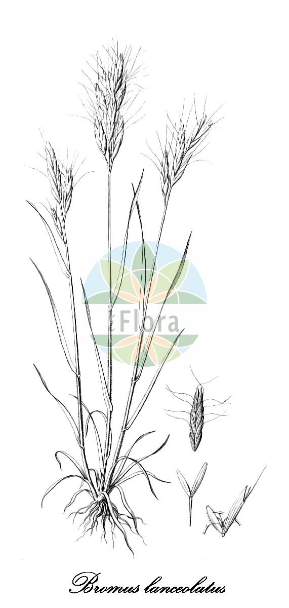 Historische Abbildung von Bromus lanceolatus (Lanzettblütige Trespe - Large-headed Brome). Das Bild zeigt Blatt, Bluete, Frucht und Same. ---- Historical Drawing of Bromus lanceolatus (Lanzettblütige Trespe - Large-headed Brome). The image is showing leaf, flower, fruit and seed.(Bromus lanceolatus,Lanzettblütige Trespe,Large-headed Brome,Bromus divaricatus,Bromus lanuginosus,Bromus macrostachys,Serrafalcus macrostachys,Grossaehrige Trespe,Bromus,Trespe,Brome,Poaceae,Süßgräser,Grass Family,Blatt,Bluete,Frucht,Same,leaf,flower,fruit,seed,Gussone (1826))