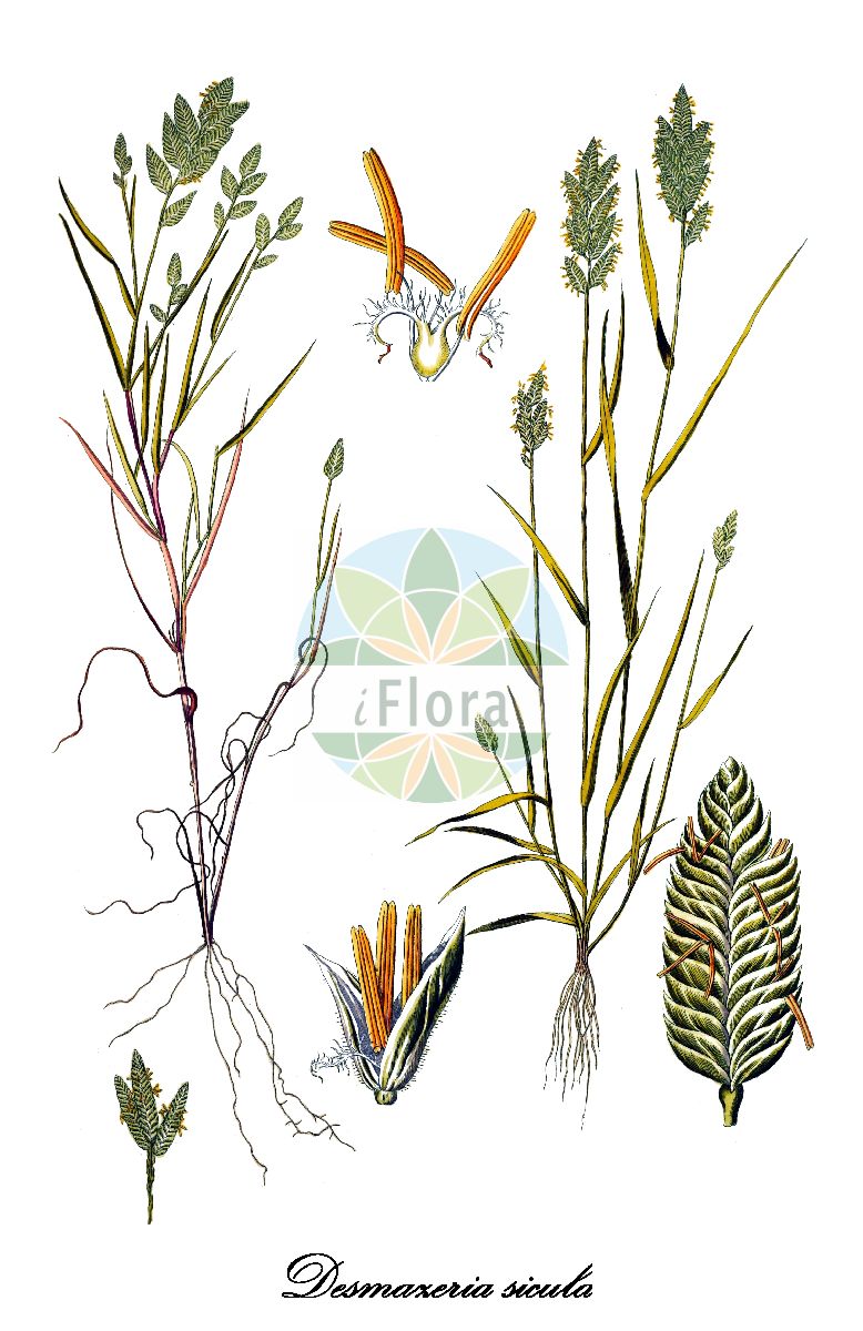 Historische Abbildung von Desmazeria sicula (Spike grass). Das Bild zeigt Blatt, Bluete, Frucht und Same. ---- Historical Drawing of Desmazeria sicula (Spike grass). The image is showing leaf, flower, fruit and seed.(Desmazeria sicula,Spike grass,Catapodium siculum,Cynosurus siculus,Desmazeria,Poaceae,Süßgräser,Grass Family,Blatt,Bluete,Frucht,Same,leaf,flower,fruit,seed,von Jacquin (1781-1793))