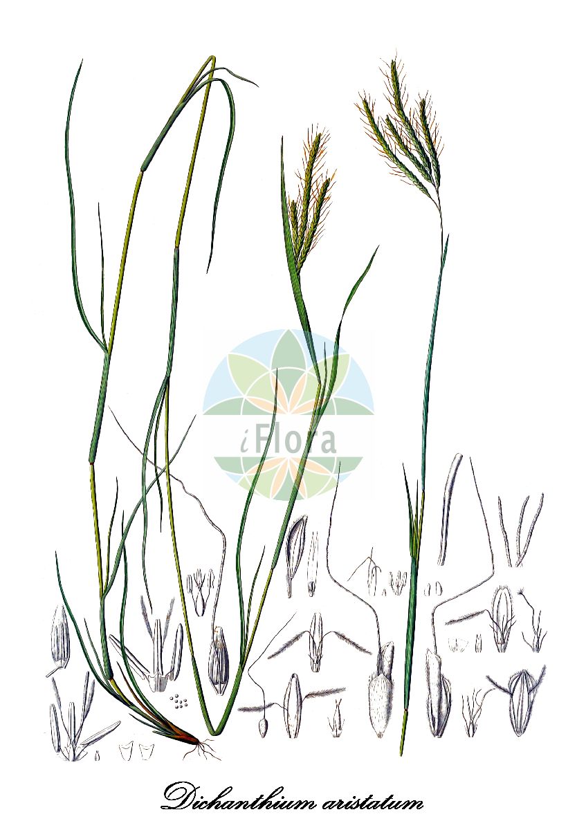 Historische Abbildung von Dichanthium aristatum (Awned dichanthium). Das Bild zeigt Blatt, Bluete, Frucht und Same. ---- Historical Drawing of Dichanthium aristatum (Awned dichanthium). The image is showing leaf, flower, fruit and seed.(Dichanthium aristatum,Awned dichanthium,Dichanthium,Poaceae,Süßgräser,Grass Family,Blatt,Bluete,Frucht,Same,leaf,flower,fruit,seed,Kunth (1829-1834))