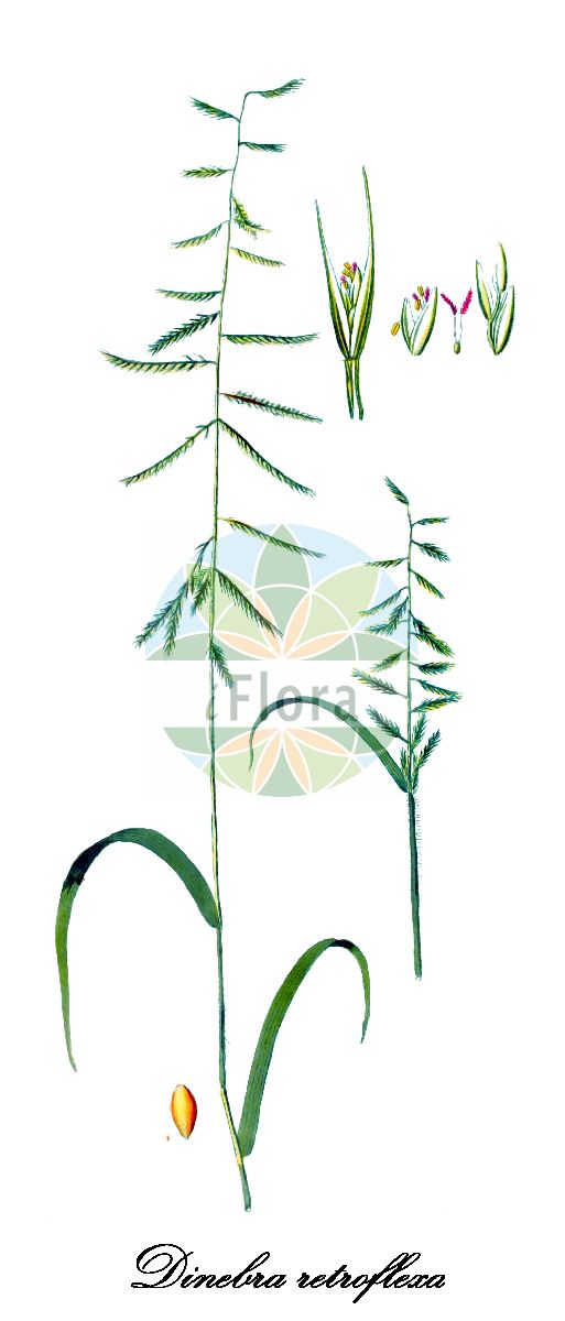 Historische Abbildung von Dinebra retroflexa (Schlagbaumähre - Viper grass). Das Bild zeigt Blatt, Bluete, Frucht und Same. ---- Historical Drawing of Dinebra retroflexa (Schlagbaumähre - Viper grass). The image is showing leaf, flower, fruit and seed.(Dinebra retroflexa,Schlagbaumähre,Viper grass,Cynosurus retroflexus,Dinebra,Schlagbaumähre,Poaceae,Süßgräser,Grass Family,Blatt,Bluete,Frucht,Same,leaf,flower,fruit,seed,von Jacquin (1809))