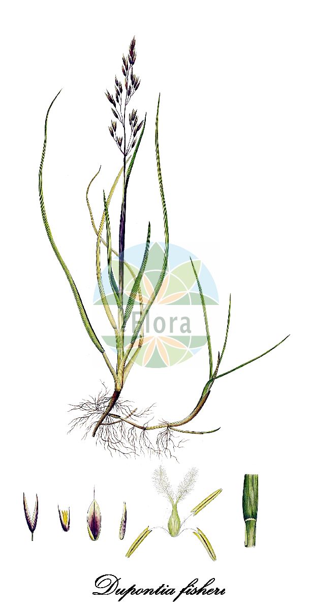 Historische Abbildung von Dupontia fisheri (Fisher's tundragrass). Das Bild zeigt Blatt, Bluete, Frucht und Same. ---- Historical Drawing of Dupontia fisheri (Fisher's tundragrass). The image is showing leaf, flower, fruit and seed.(Dupontia fisheri,Fisher's tundragrass,Dupontia,Poaceae,Süßgräser,Grass Family,Blatt,Bluete,Frucht,Same,leaf,flower,fruit,seed,Oeder (1761-1883))
