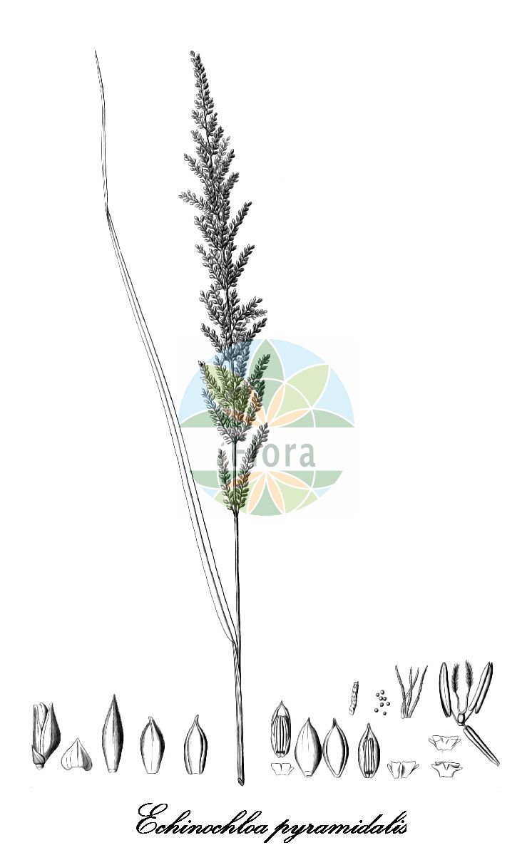 Historische Abbildung von Echinochloa pyramidalis (Pyramiden-Hühnerhirse - Antelope grass). Das Bild zeigt Blatt, Bluete, Frucht und Same. ---- Historical Drawing of Echinochloa pyramidalis (Pyramiden-Hühnerhirse - Antelope grass). The image is showing leaf, flower, fruit and seed.(Echinochloa pyramidalis,Pyramiden-Hühnerhirse,Antelope grass,Echinochloa,Hühnerhirse,Cockspur Grass,Poaceae,Süßgräser,Grass Family,Blatt,Bluete,Frucht,Same,leaf,flower,fruit,seed,Kunth (1835))