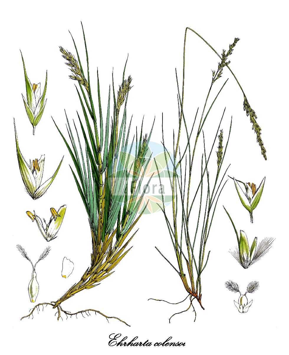 Historische Abbildung von Ehrharta colensoi. Das Bild zeigt Blatt, Bluete, Frucht und Same. ---- Historical Drawing of Ehrharta colensoi. The image is showing leaf, flower, fruit and seed.(Ehrharta colensoi,Ehrharta,Ehrhartgras,Poaceae,Süßgräser,Grass Family,Blatt,Bluete,Frucht,Same,leaf,flower,fruit,seed,Hooker (1844-1860))