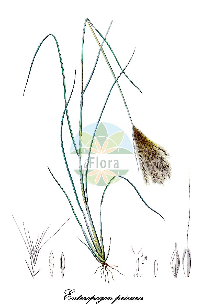 Historische Abbildung von Enteropogon prieurii (Prieur's umbrellagrass). Das Bild zeigt Blatt, Bluete, Frucht und Same. ---- Historical Drawing of Enteropogon prieurii (Prieur's umbrellagrass). The image is showing leaf, flower, fruit and seed.(Enteropogon prieurii,Prieur's umbrellagrass,Chloris prieurii,Enteropogon,Poaceae,Süßgräser,Grass Family,Blatt,Bluete,Frucht,Same,leaf,flower,fruit,seed,Kunth (1829-1834))