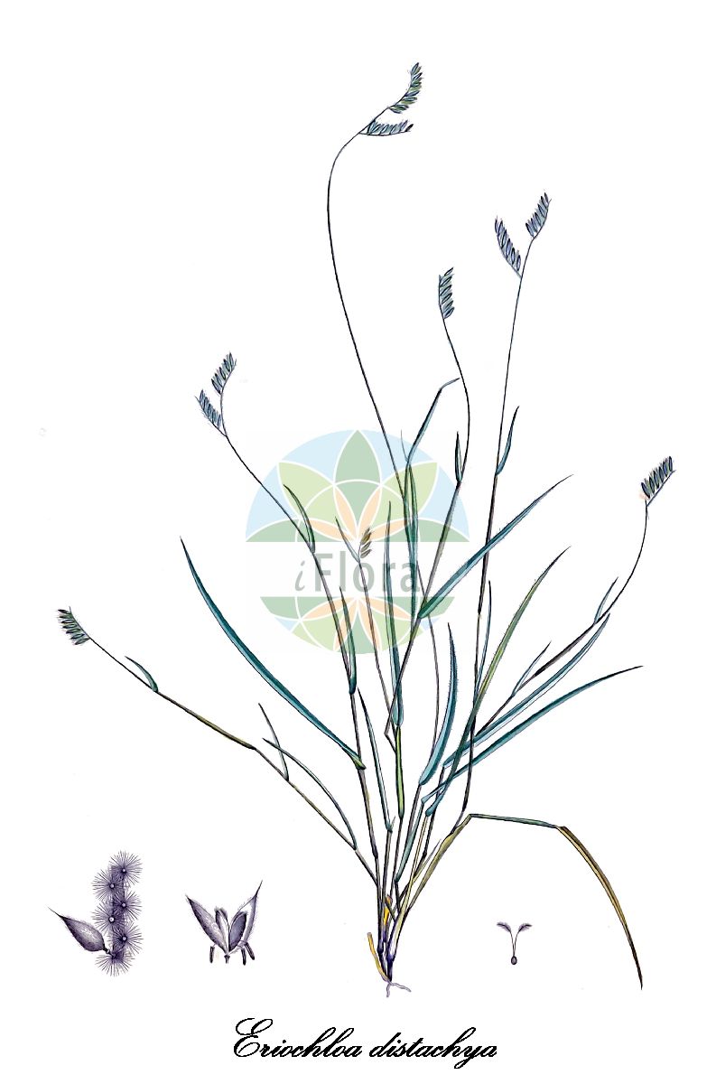 Historische Abbildung von Eriochloa distachya. Das Bild zeigt Blatt, Bluete, Frucht und Same. ---- Historical Drawing of Eriochloa distachya. The image is showing leaf, flower, fruit and seed.(Eriochloa distachya,Eriochloa,Poaceae,Süßgräser,Grass Family,Blatt,Bluete,Frucht,Same,leaf,flower,fruit,seed,von Humboldt & Bonpland (1808-1817))