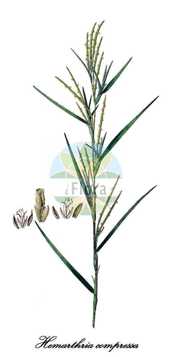 Historische Abbildung von Hemarthria compressa. Das Bild zeigt Blatt, Bluete, Frucht und Same. ---- Historical Drawing of Hemarthria compressa. The image is showing leaf, flower, fruit and seed.(Hemarthria compressa,Hemarthria,Poaceae,Süßgräser,Grass Family,Blatt,Bluete,Frucht,Same,leaf,flower,fruit,seed,Roxburgh (1795-1819))