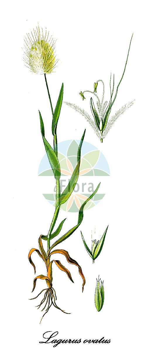 Historische Abbildung von Lagurus ovatus (Samtgras - Hare's-tail). Das Bild zeigt Blatt, Bluete, Frucht und Same. ---- Historical Drawing of Lagurus ovatus (Samtgras - Hare's-tail). The image is showing leaf, flower, fruit and seed.(Lagurus ovatus,Samtgras,Hare's-tail,Hasenschwanzgras,Lagurus,Hasenschwanzgras,Poaceae,Süßgräser,Grass Family,Blatt,Bluete,Frucht,Same,leaf,flower,fruit,seed,Thomé (1885))