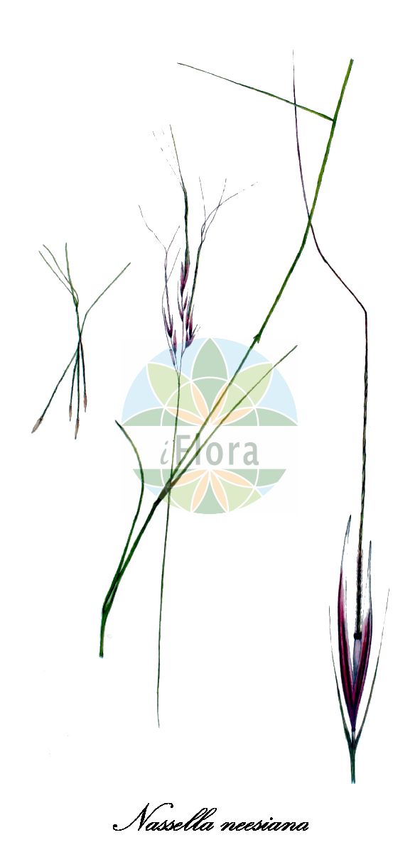 Historische Abbildung von Nassella neesiana (Nees' Pfriemengras - American Needle-grass). Das Bild zeigt Blatt, Bluete, Frucht und Same. ---- Historical Drawing of Nassella neesiana (Nees' Pfriemengras - American Needle-grass). The image is showing leaf, flower, fruit and seed.(Nassella neesiana,Nees' Pfriemengras,American Needle-grass,Stipa neesiana,Nassella,Pfriemengras,Poaceae,Süßgräser,Grass Family,Blatt,Bluete,Frucht,Same,leaf,flower,fruit,seed,Kops (1800-1934))