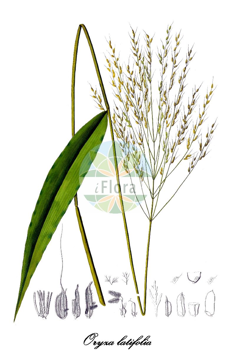 Historische Abbildung von Oryza latifolia. Das Bild zeigt Blatt, Bluete, Frucht und Same. ---- Historical Drawing of Oryza latifolia. The image is showing leaf, flower, fruit and seed.(Oryza latifolia,Oryza,Reis,Poaceae,Süßgräser,Grass Family,Blatt,Bluete,Frucht,Same,leaf,flower,fruit,seed,Kunth (1829-1834))