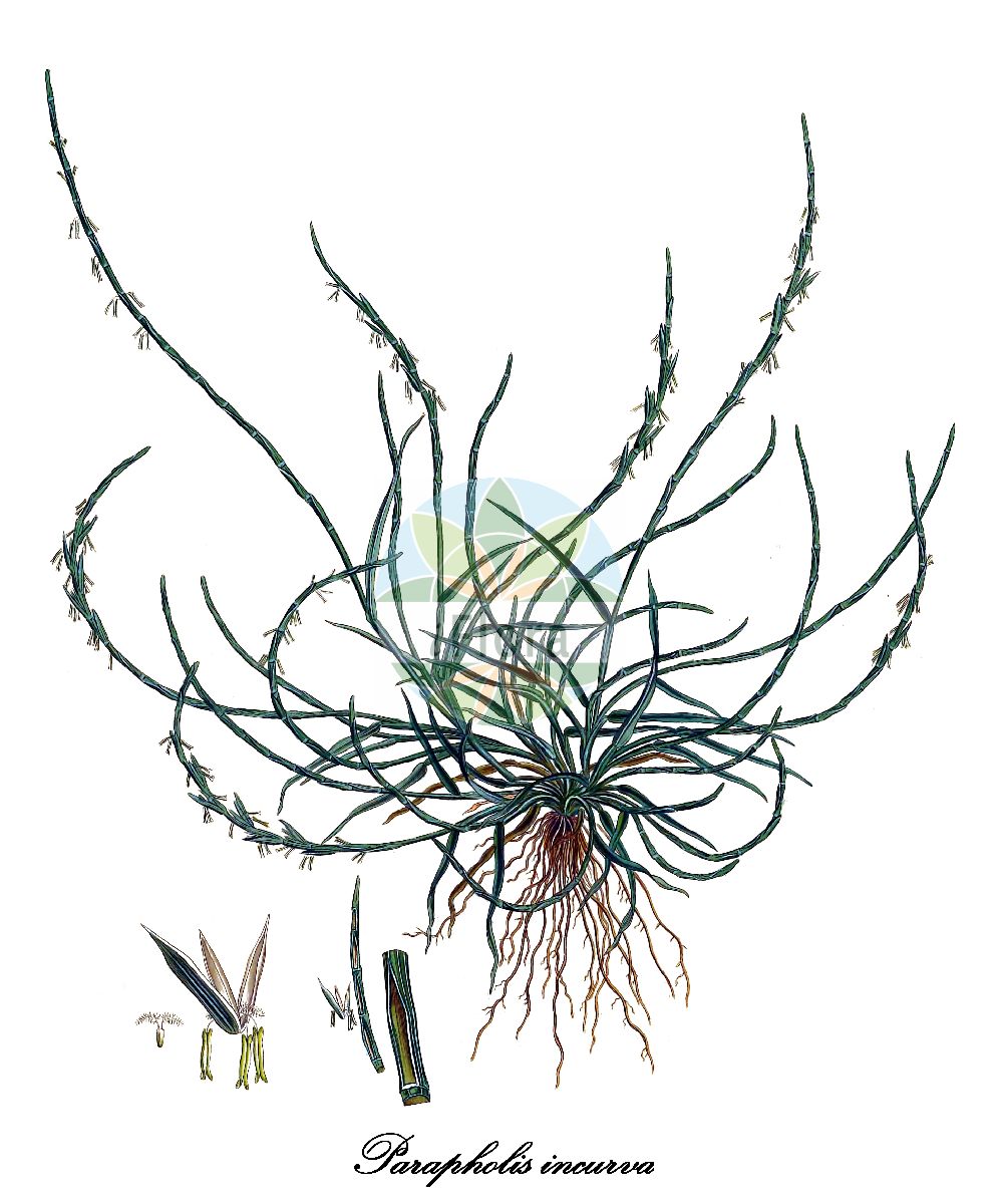 Historische Abbildung von Parapholis incurva (Gekrümmter Dünnschwanz - Curved Hard-grass). Das Bild zeigt Blatt, Bluete, Frucht und Same. ---- Historical Drawing of Parapholis incurva (Gekrümmter Dünnschwanz - Curved Hard-grass). The image is showing leaf, flower, fruit and seed.(Parapholis incurva,Gekrümmter Dünnschwanz,Curved Hard-grass,Aegilops incurva,Avena carmeli,Lepidurus incurvus,Lepturus incurvatus,Lepturus incurvus,Pholiurus incurvatus,Pholiurus incurvus,Parapholis,Dünnschwanz,Hardgrass,Poaceae,Süßgräser,Grass Family,Blatt,Bluete,Frucht,Same,leaf,flower,fruit,seed,Sibthorp & Smith (1806-1840))