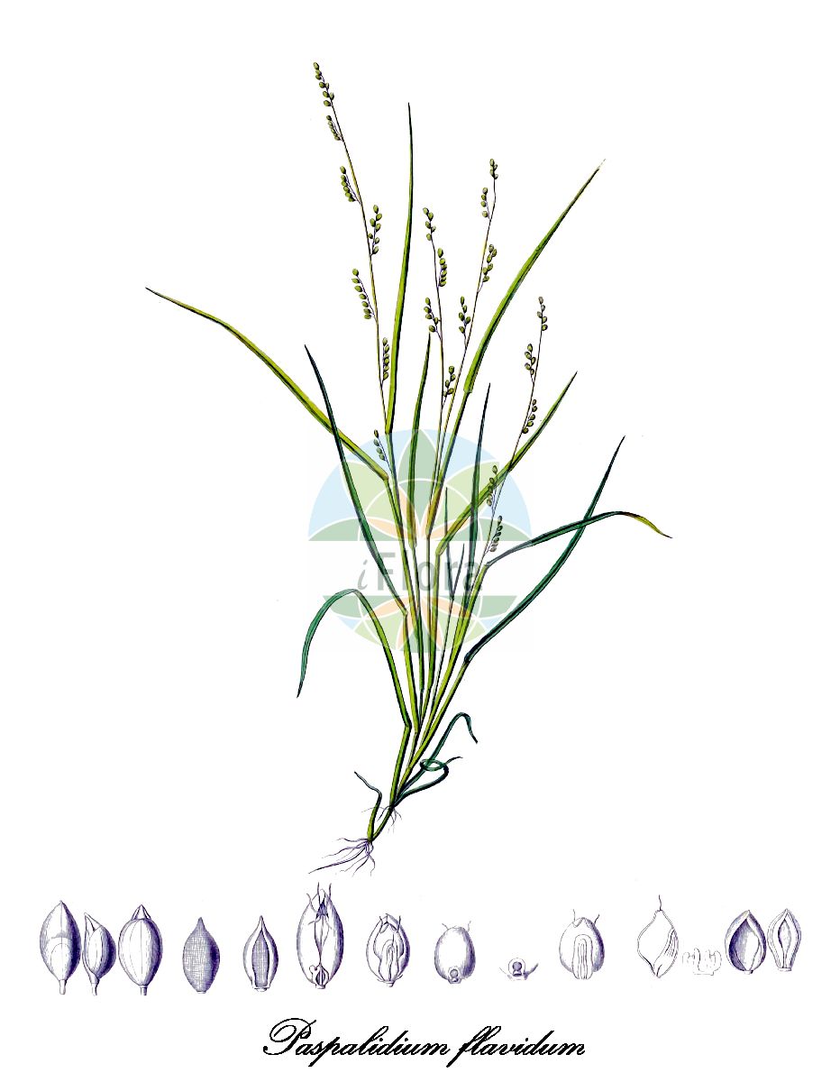 Historische Abbildung von Paspalidium flavidum. Das Bild zeigt Blatt, Bluete, Frucht und Same. ---- Historical Drawing of Paspalidium flavidum. The image is showing leaf, flower, fruit and seed.(Paspalidium flavidum,Paspalidium,Poaceae,Süßgräser,Grass Family,Blatt,Bluete,Frucht,Same,leaf,flower,fruit,seed,Kunth (1829-1834))
