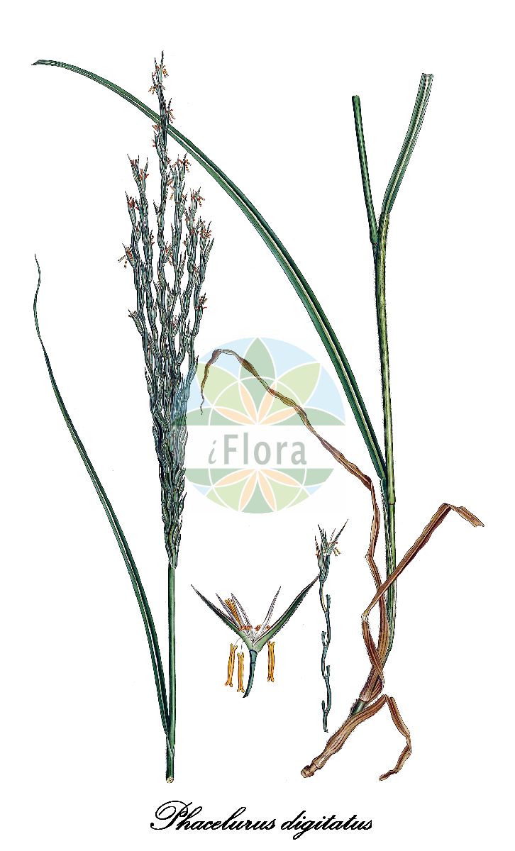 Historische Abbildung von Phacelurus digitatus. Das Bild zeigt Blatt, Bluete, Frucht und Same. ---- Historical Drawing of Phacelurus digitatus. The image is showing leaf, flower, fruit and seed.(Phacelurus digitatus,Rottboellia digitata,Phacelurus,Poaceae,Süßgräser,Grass Family,Blatt,Bluete,Frucht,Same,leaf,flower,fruit,seed,Sibthorp & Smith (1806-1840))
