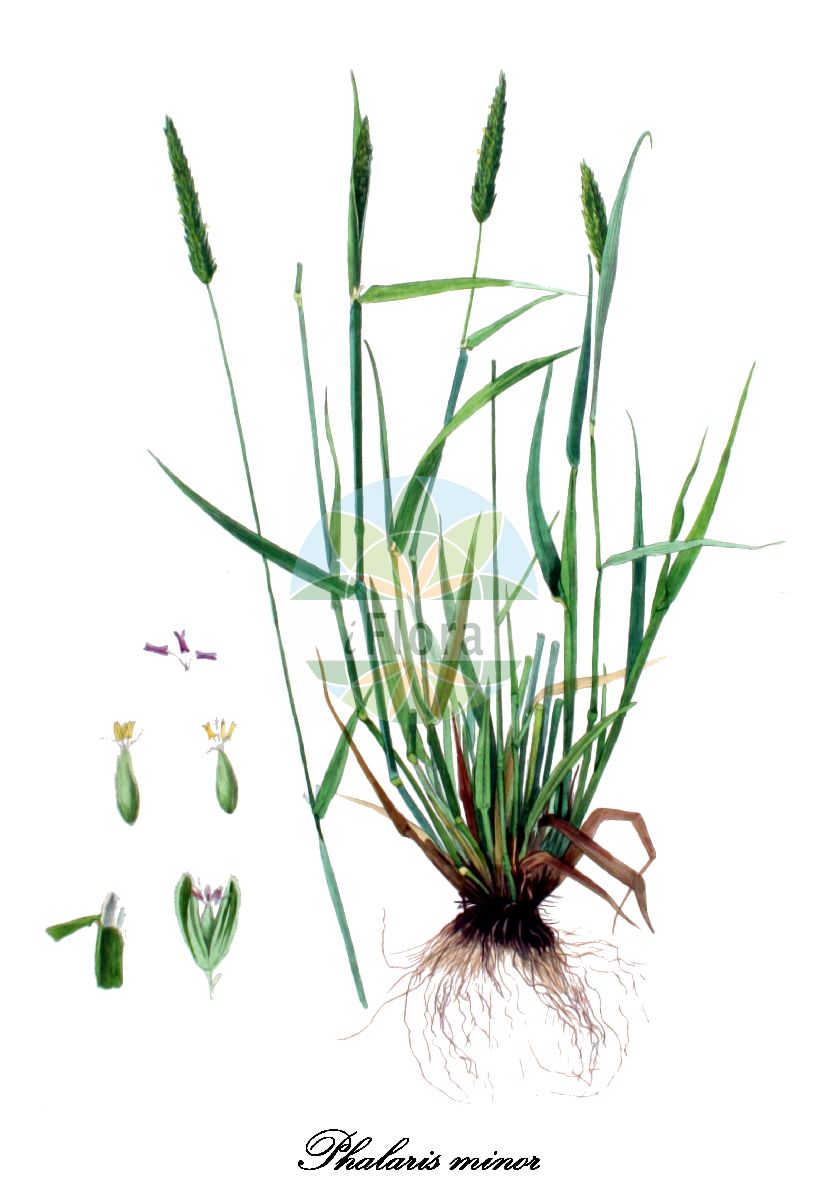 Historische Abbildung von Phalaris minor (Kleines Glanzgras - Lesser Canary-grass). Das Bild zeigt Blatt, Bluete, Frucht und Same. ---- Historical Drawing of Phalaris minor (Kleines Glanzgras - Lesser Canary-grass). The image is showing leaf, flower, fruit and seed.(Phalaris minor,Kleines Glanzgras,Lesser Canary-grass,Phalaris mauritii,Phalaris,Glanzgras,Canarygrass,Poaceae,Süßgräser,Grass Family,Blatt,Bluete,Frucht,Same,leaf,flower,fruit,seed,Kops (1800-1934))