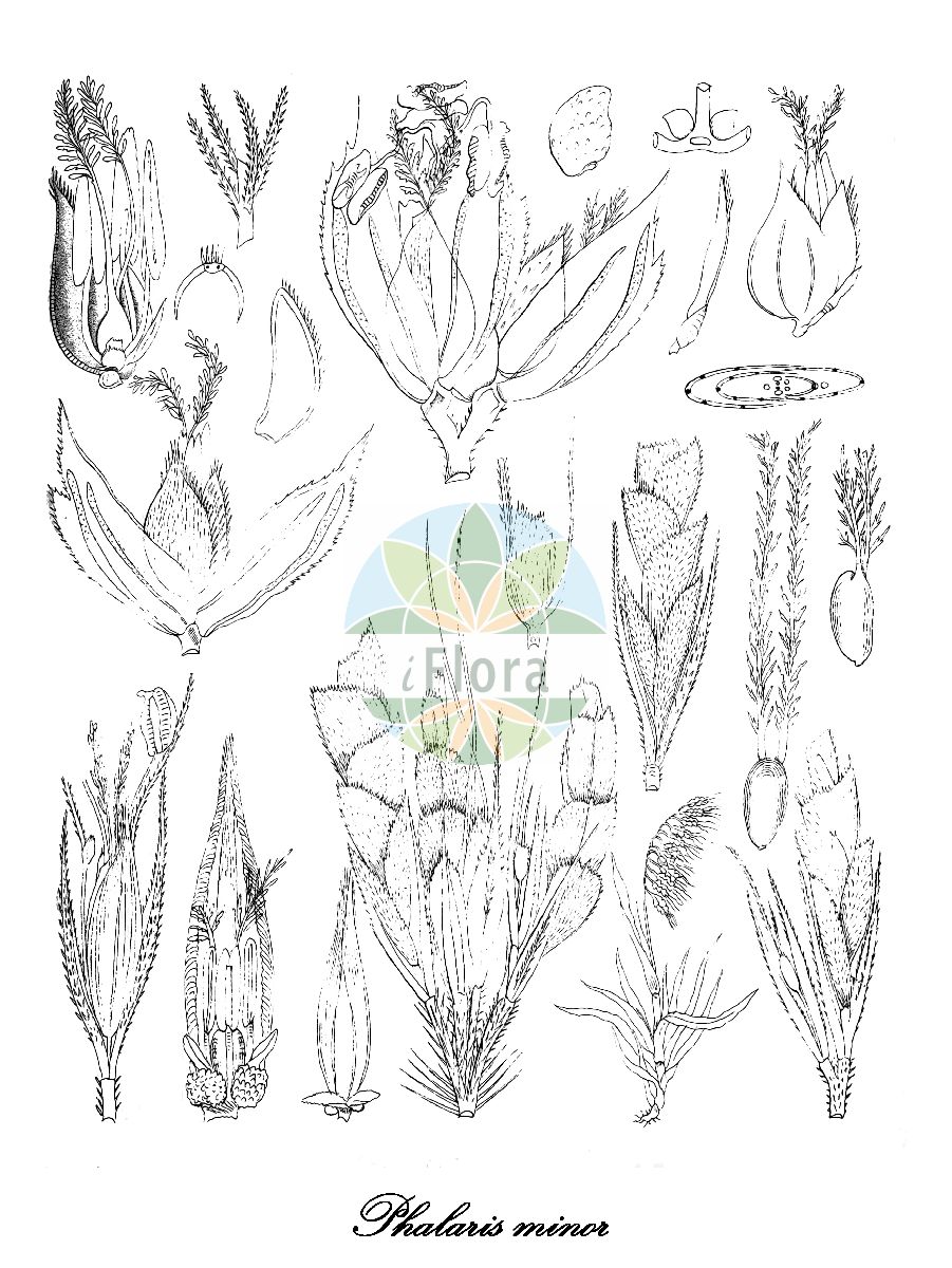 Historische Abbildung von Phalaris minor (Kleines Glanzgras - Lesser Canary-grass). Das Bild zeigt Blatt, Bluete, Frucht und Same. ---- Historical Drawing of Phalaris minor (Kleines Glanzgras - Lesser Canary-grass). The image is showing leaf, flower, fruit and seed.(Phalaris minor,Kleines Glanzgras,Lesser Canary-grass,Phalaris mauritii,Phalaris,Glanzgras,Canarygrass,Poaceae,Süßgräser,Grass Family,Blatt,Bluete,Frucht,Same,leaf,flower,fruit,seed,Griffith (1847-1854))