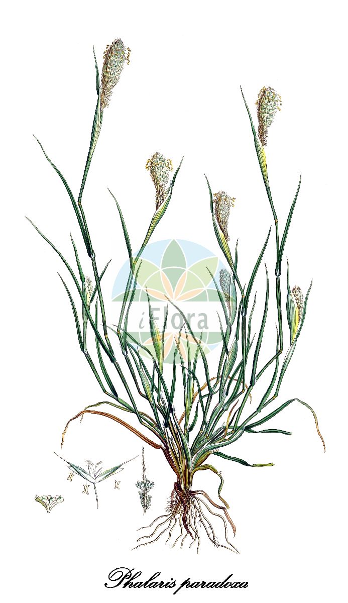 Historische Abbildung von Phalaris paradoxa (Sonderbares Glanzgras - Awned Canary-grass). Das Bild zeigt Blatt, Bluete, Frucht und Same. ---- Historical Drawing of Phalaris paradoxa (Sonderbares Glanzgras - Awned Canary-grass). The image is showing leaf, flower, fruit and seed.(Phalaris paradoxa,Sonderbares Glanzgras,Awned Canary-grass,Phalaris praemorsa,Phalaris,Glanzgras,Canarygrass,Poaceae,Süßgräser,Grass Family,Blatt,Bluete,Frucht,Same,leaf,flower,fruit,seed,Sibthorp & Smith (1806-1840))