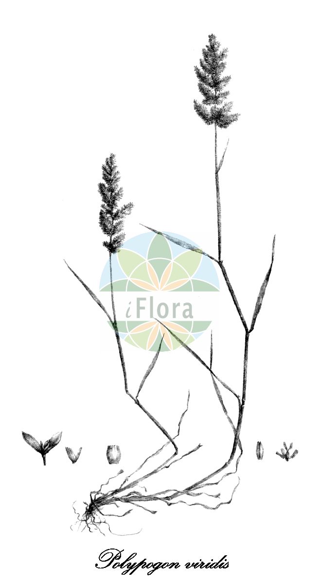 Historische Abbildung von Polypogon viridis (Grünes Bürstengras - Water Bent). Das Bild zeigt Blatt, Bluete, Frucht und Same. ---- Historical Drawing of Polypogon viridis (Grünes Bürstengras - Water Bent). The image is showing leaf, flower, fruit and seed.(Polypogon viridis,Grünes Bürstengras,Water Bent,Agrostis semiverticillata,Agrostis verticillata,Agrostis viridis,Phalaris semiverticillata,Polypogon semiverticillatus,Polypogon,Bürstengras,Poaceae,Süßgräser,Grass Family,Blatt,Bluete,Frucht,Same,leaf,flower,fruit,seed,Trinius (1828-1836))