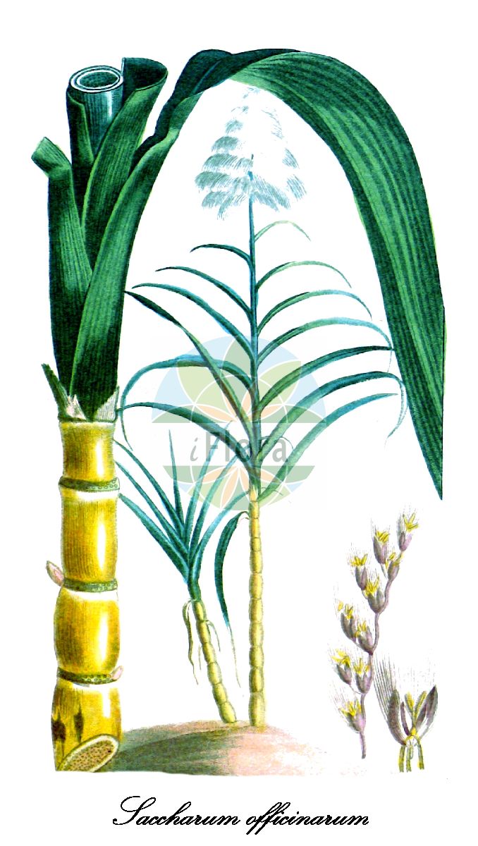 Historische Abbildung von Saccharum officinarum (Zuckerrohr - Sugarcane). Das Bild zeigt Blatt, Bluete, Frucht und Same. ---- Historical Drawing of Saccharum officinarum (Zuckerrohr - Sugarcane). The image is showing leaf, flower, fruit and seed.(Saccharum officinarum,Zuckerrohr,Sugarcane,Saccharum,Zuckerrohr,Poaceae,Süßgräser,Grass Family,Blatt,Bluete,Frucht,Same,leaf,flower,fruit,seed,Descourtilz (1821-1829))