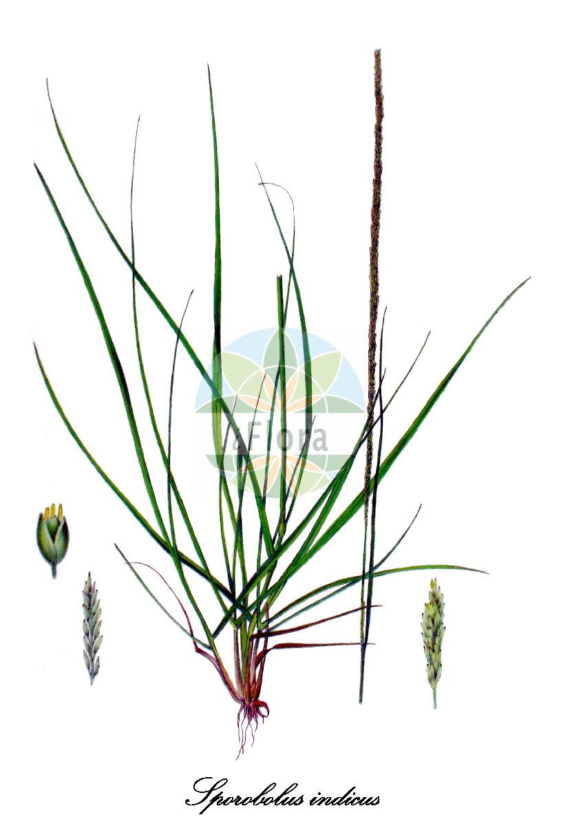 Historische Abbildung von Sporobolus indicus (Indisches Vilfagras - Smutgrass). Das Bild zeigt Blatt, Bluete, Frucht und Same. ---- Historical Drawing of Sporobolus indicus (Indisches Vilfagras - Smutgrass). The image is showing leaf, flower, fruit and seed.(Sporobolus indicus,Indisches Vilfagras,Smutgrass,Agrostis indica,Sporobolus berteroanus,Sporobolus,Vilfagras,Dropseed,Poaceae,Süßgräser,Grass Family,Blatt,Bluete,Frucht,Same,leaf,flower,fruit,seed,Kops (1800-1934))