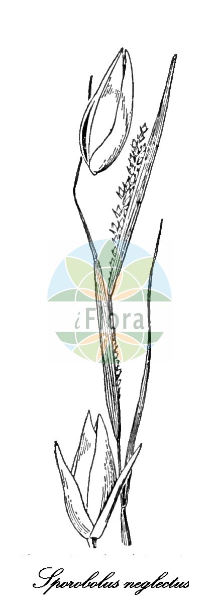 Historische Abbildung von Sporobolus neglectus (Ozark dropseed). Das Bild zeigt Blatt, Bluete, Frucht und Same. ---- Historical Drawing of Sporobolus neglectus (Ozark dropseed). The image is showing leaf, flower, fruit and seed.(Sporobolus neglectus,Ozark dropseed,Sporobolus,Vilfagras,Dropseed,Poaceae,Süßgräser,Grass Family,Blatt,Bluete,Frucht,Same,leaf,flower,fruit,seed,Hitchcock (1935))