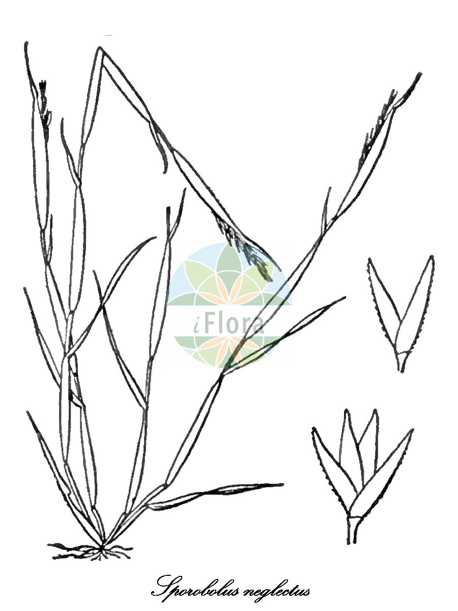 Historische Abbildung von Sporobolus neglectus (Ozark dropseed). Das Bild zeigt Blatt, Bluete, Frucht und Same. ---- Historical Drawing of Sporobolus neglectus (Ozark dropseed). The image is showing leaf, flower, fruit and seed.(Sporobolus neglectus,Ozark dropseed,Sporobolus,Vilfagras,Dropseed,Poaceae,Süßgräser,Grass Family,Blatt,Bluete,Frucht,Same,leaf,flower,fruit,seed,Britton & Brown (1913))