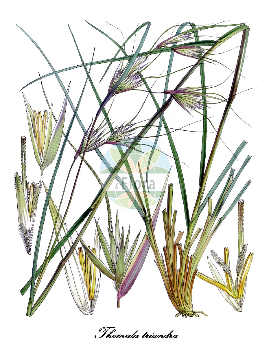 Historische Abbildung von Themeda triandra (Rooigras). Das Bild zeigt Blatt, Bluete, Frucht und Same. ---- Historical Drawing of Themeda triandra (Rooigras). The image is showing leaf, flower, fruit and seed.(Themeda triandra,Rooigras,Themeda,Poaceae,Süßgräser,Grass Family,Blatt,Bluete,Frucht,Same,leaf,flower,fruit,seed,Hooker (1844-1860))