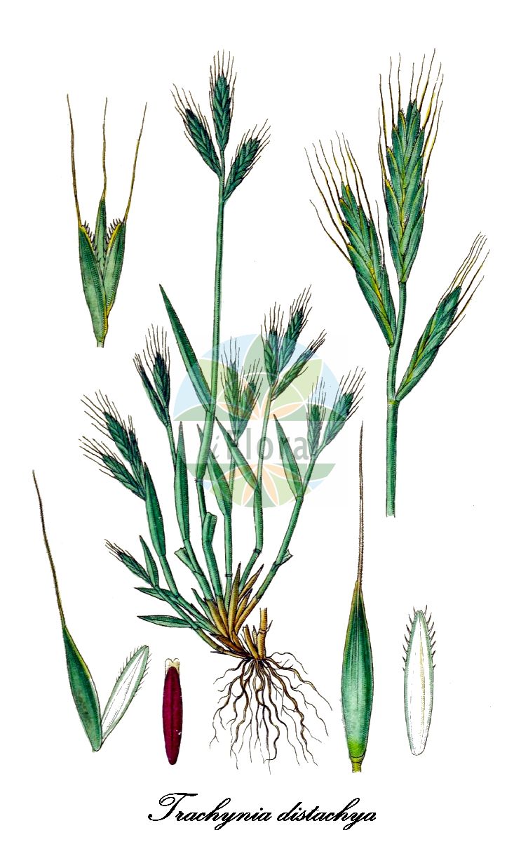 Historische Abbildung von Trachynia distachya (Zweiährige Zwenke - Stiff Brome). Das Bild zeigt Blatt, Bluete, Frucht und Same. ---- Historical Drawing of Trachynia distachya (Zweiährige Zwenke - Stiff Brome). The image is showing leaf, flower, fruit and seed.(Trachynia distachya,Zweiährige Zwenke,Stiff Brome,Brachypodium distachyon,Bromus distachyos,Zweijaehrige Zwenke,Trachynia,Zwenke,Poaceae,Süßgräser,Grass Family,Blatt,Bluete,Frucht,Same,leaf,flower,fruit,seed,Sturm (1796ff))