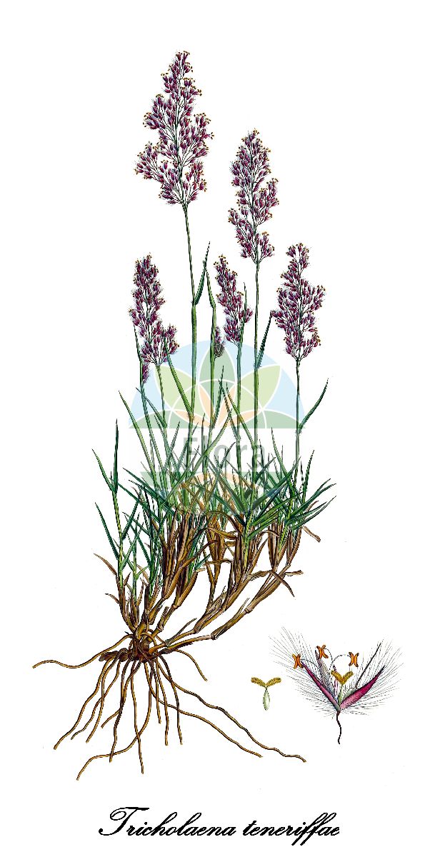 Historische Abbildung von Tricholaena teneriffae. Das Bild zeigt Blatt, Bluete, Frucht und Same. ---- Historical Drawing of Tricholaena teneriffae. The image is showing leaf, flower, fruit and seed.(Tricholaena teneriffae,Panicum teneriffae,Saccharum teneriffae,Tricholaena micrantha,Tricholaena,Poaceae,Süßgräser,Grass Family,Blatt,Bluete,Frucht,Same,leaf,flower,fruit,seed,Sibthorp & Smith (1806-1840))