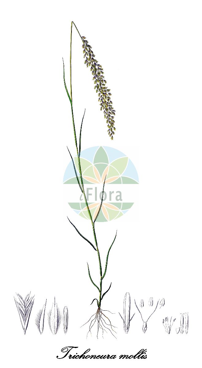 Historische Abbildung von Trichoneura mollis. Das Bild zeigt Blatt, Bluete, Frucht und Same. ---- Historical Drawing of Trichoneura mollis. The image is showing leaf, flower, fruit and seed.(Trichoneura mollis,Trichoneura,Poaceae,Süßgräser,Grass Family,Blatt,Bluete,Frucht,Same,leaf,flower,fruit,seed,Kunth (1829-1834))