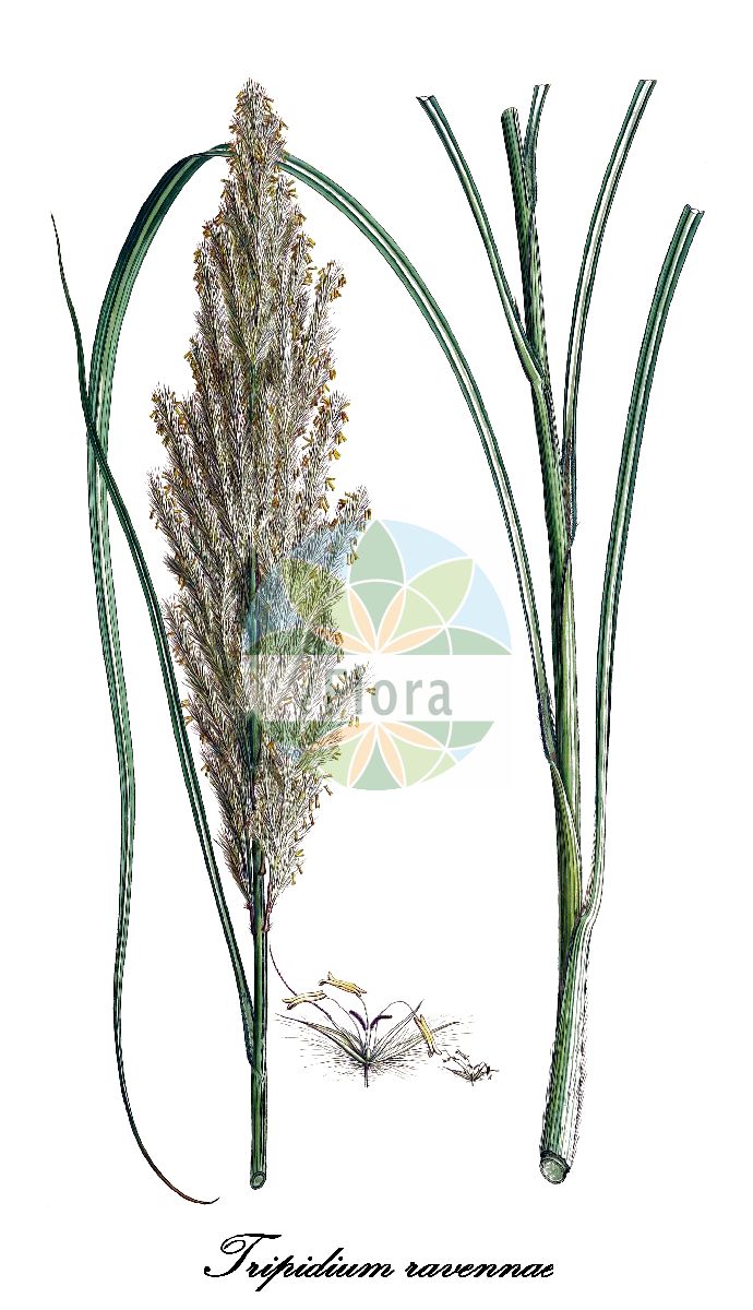 Historische Abbildung von Tripidium ravennae (Ravenna-Seidengras - Ravennagrass). Das Bild zeigt Blatt, Bluete, Frucht und Same. ---- Historical Drawing of Tripidium ravennae (Ravenna-Seidengras - Ravennagrass). The image is showing leaf, flower, fruit and seed.(Tripidium ravennae,Ravenna-Seidengras,Ravennagrass,Andropogon ravennae,Erianthus ravennae,Ripidium ravennae,Saccharum ravennae,Tripidium,Seidengras,Poaceae,Süßgräser,Grass Family,Blatt,Bluete,Frucht,Same,leaf,flower,fruit,seed,Sibthorp & Smith (1806-1840))