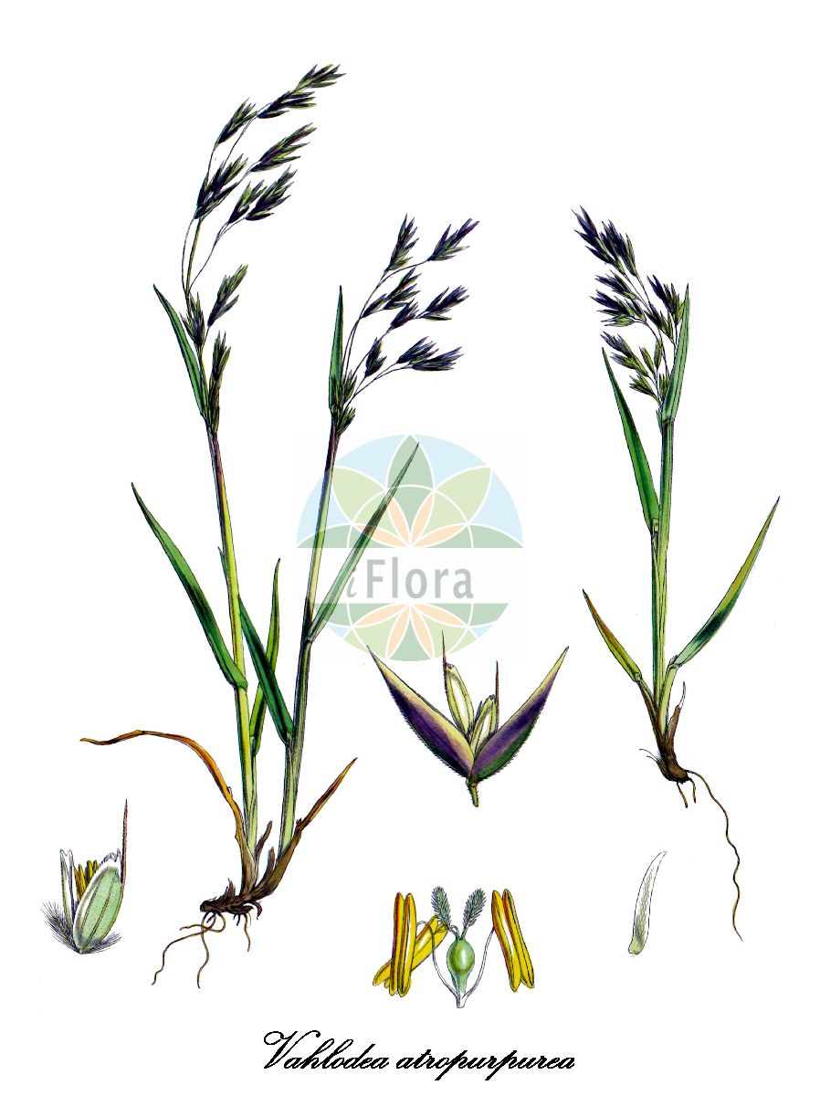 Historische Abbildung von Vahlodea atropurpurea (Mountain hairgrass). Das Bild zeigt Blatt, Bluete, Frucht und Same. ---- Historical Drawing of Vahlodea atropurpurea (Mountain hairgrass). The image is showing leaf, flower, fruit and seed.(Vahlodea atropurpurea,Mountain hairgrass,Aira atropurpurea,Deschampsia atropurpurea,Vahlodea,Poaceae,Süßgräser,Grass Family,Blatt,Bluete,Frucht,Same,leaf,flower,fruit,seed,Hooker (1844-1860))