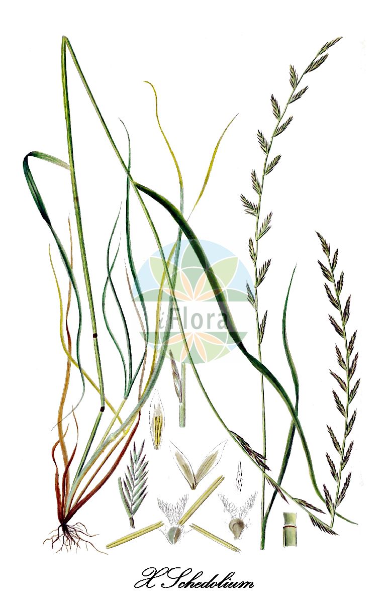 Historische Abbildung von X Schedolium (Schwingel-Lolch). Das Bild zeigt Blatt, Bluete, Frucht und Same. ---- Historical Drawing of X Schedolium (Schwingel-Lolch). The image is showing leaf, flower, fruit and seed.(X Schedolium,Schwingel-Lolch,X Schedolium,Schwingel-Lolch,Poaceae,Süßgräser,Grass Family,Blatt,Bluete,Frucht,Same,leaf,flower,fruit,seed,Oeder (1761-1883))