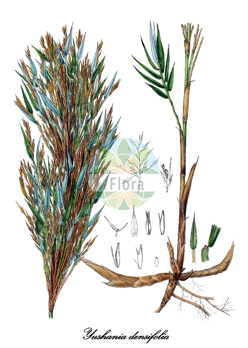 Historische Abbildung von Yushania densifolia. Das Bild zeigt Blatt, Bluete, Frucht und Same. ---- Historical Drawing of Yushania densifolia. The image is showing leaf, flower, fruit and seed.(Yushania densifolia,Yushania,Poaceae,Süßgräser,Grass Family,Blatt,Bluete,Frucht,Same,leaf,flower,fruit,seed,Trimen (1893-1898))