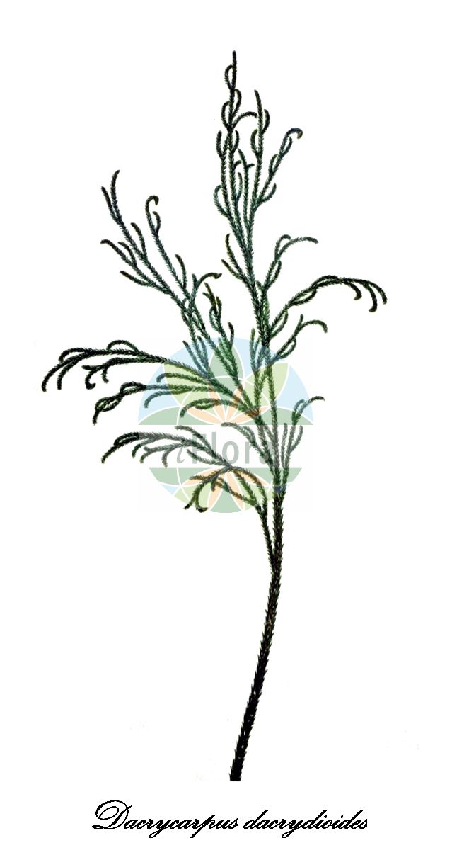 Dacrycarpus dacrydioides - Podocarpaceae,Plantae,Pteridobiotina,Pinophyta,Pinopsida,Cupressidae,Araucariales,Podocarpaceae,Dacrycarpus,Dacrycarpus dacrydioides,Dacrydium excelsum, Dacrydium ferrugineum, Dacrydium thuioides, Nageia dacrydioides, Nageia excelsa, Nageia excesla, Podocarpus dacrydioides, Podocarpus excelsus, Podocarpus thujoides