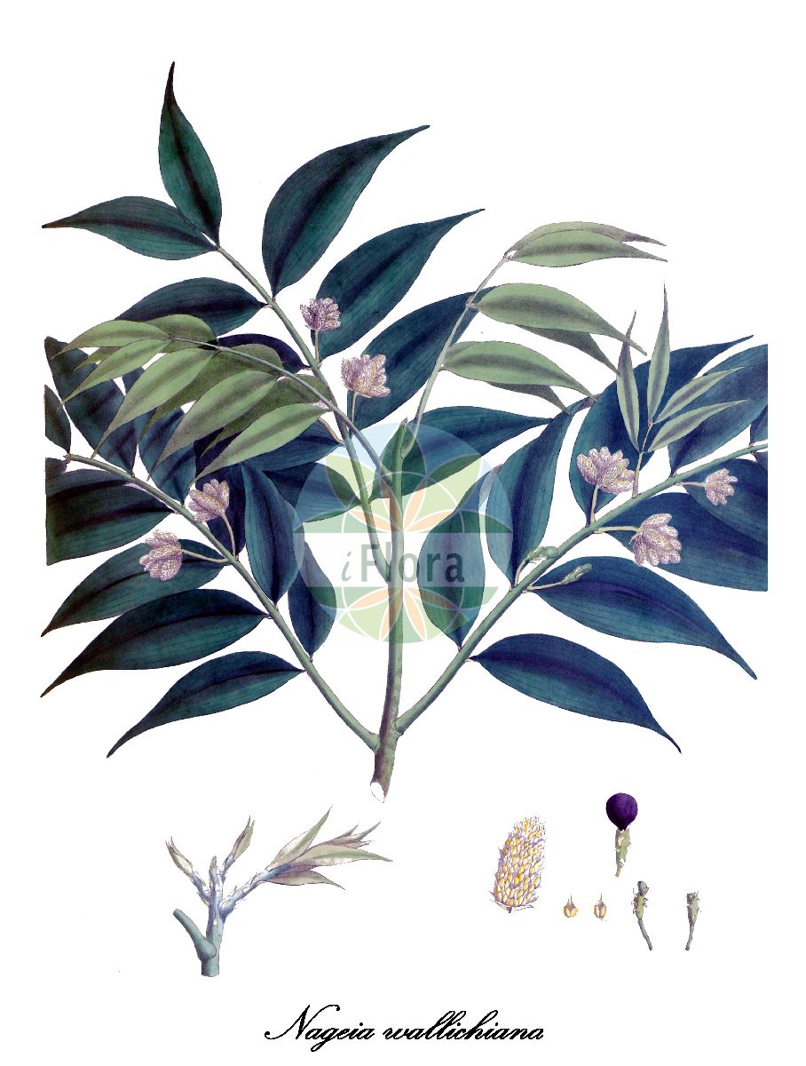 Nageia wallichiana - Podocarpaceae,Plantae,Pteridobiotina,Pinophyta,Pinopsida,Cupressidae,Araucariales,Podocarpaceae,Nageia,Nageia wallichiana,Decussocarpus wallichianus, Nageia blumei, Nageia latifolia, Podocarpus agathifolius, Podocarpus blumei, Podocarpus latifolius, Podocarpus latifolius, Podocarpus wallichianus