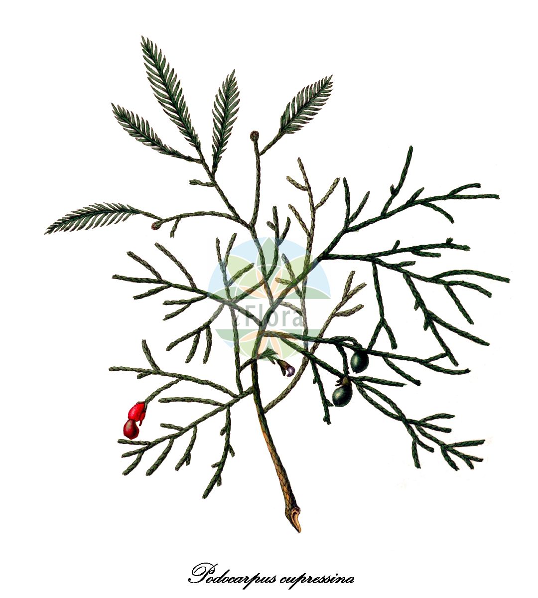 Dacrycarpus imbricatus - Podocarpaceae,Plantae,Pteridobiotina,Pinophyta,Pinopsida,Cupressidae,Araucariales,Podocarpaceae,Dacrycarpus,Dacrycarpus imbricatus,Bracteocarpus imbricatus, Bracteocarpus kawaii, Dacrycarpus kawaii, Nageia cupressina, Podocarpus cupressina, Podocarpus cupressinus, Podocarpus horsfieldii, Podocarpus imbricatus, Podocarpus javanicus, Podocarpus kawaii, Thuja javanica