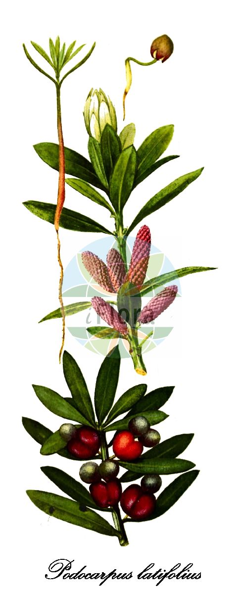 Podocarpus latifolius - Podocarpaceae,Plantae,Pteridobiotina,Pinophyta,Pinopsida,Cupressidae,Araucariales,Podocarpaceae,Podocarpus,Podocarpus latifolius,Nageia latifolia, Nageia thunbergii, Podocarpus latifolius subsp. latior, Podocarpus latifolius var. confertus, Podocarpus latifolius var. latior, Podocarpus latior, Podocarpus nobilis, Podocarpus pinnata, Podocarpus thunbergii, Taxus latifolius